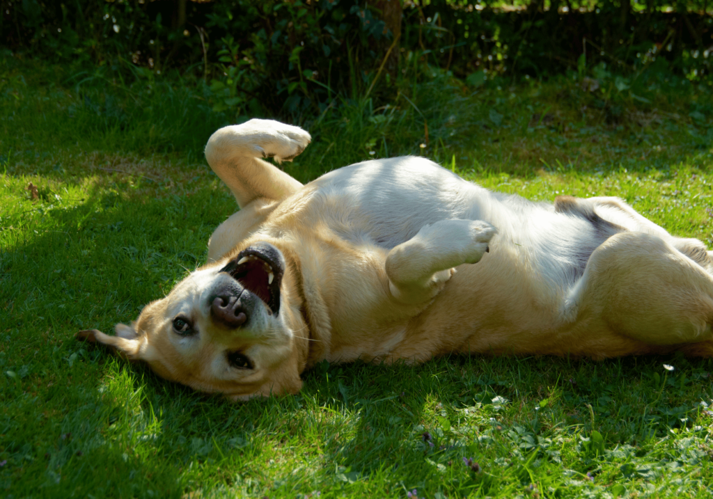 Explore las complejidades del comportamiento de los perros, los factores que contribuyen a la agresión canina y aprenda estrategias eficaces para reconocerla y eliminarla para tener una mascota más segura y feliz.