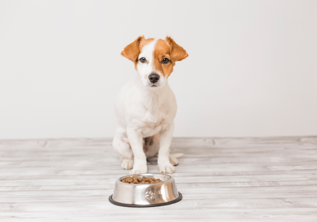 Descubra la importancia de una nutrición adecuada para el crecimiento y desarrollo de su cachorro. Descubra cómo elegir el mejor alimento para cachorros y asegúrese de que reciben los nutrientes esenciales que necesitan para un comienzo saludable en la vida.