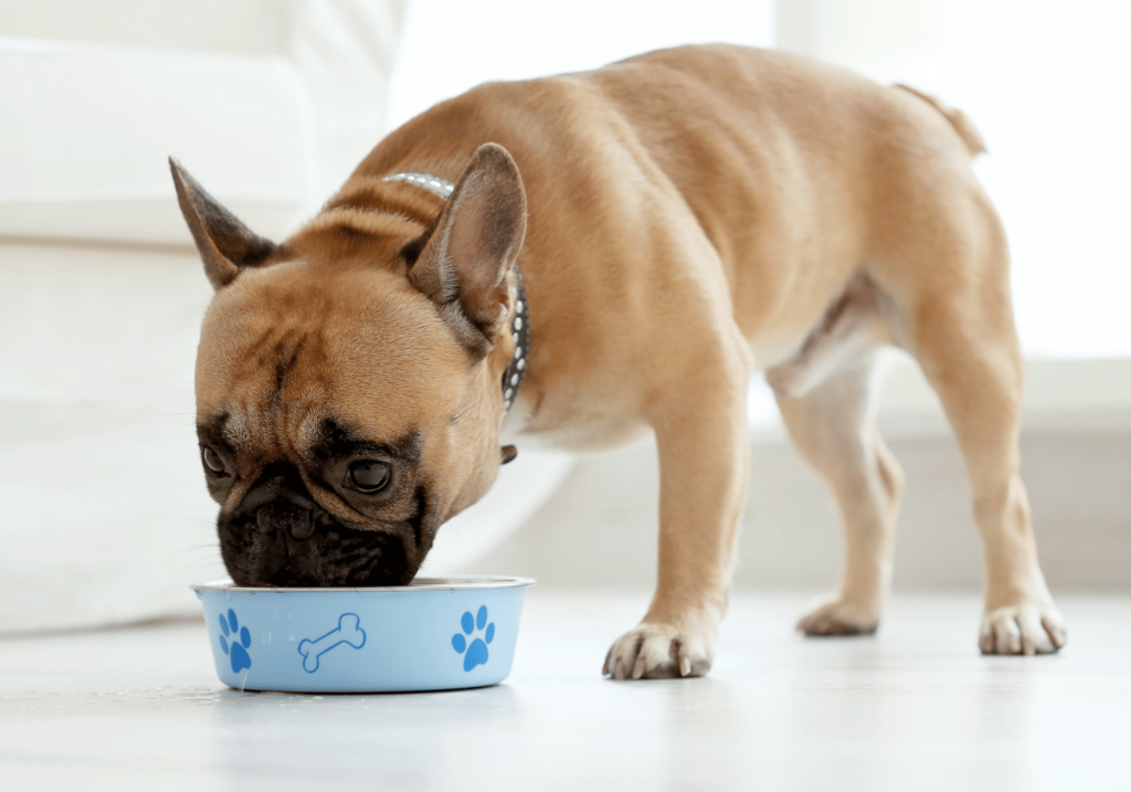 Descubra el mejor alimento para cachorros para garantizar un crecimiento y un desarrollo sanos. Infórmese sobre nutrición esencial, ingredientes de calidad y cómo proporcionar una dieta equilibrada a su amigo peludo. Elija la marca adecuada para sus huesos,