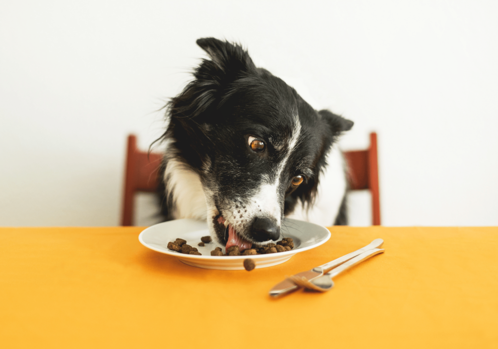 Descubra la mejor comida para cachorros para garantizar su crecimiento saludable. Conozca la nutrición esencial y encuentre marcas de alta calidad que proporcionan dietas equilibradas y nutritivas para su amigo peludo.