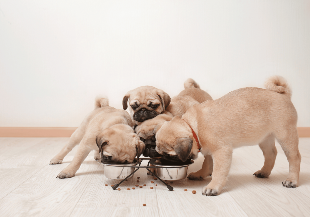 Descubra la importancia de una nutrición adecuada para el crecimiento y desarrollo de su cachorro. Encuentre la mejor comida para cachorros que proporcione los nutrientes esenciales para unos huesos y músculos fuertes y un pelo sano.