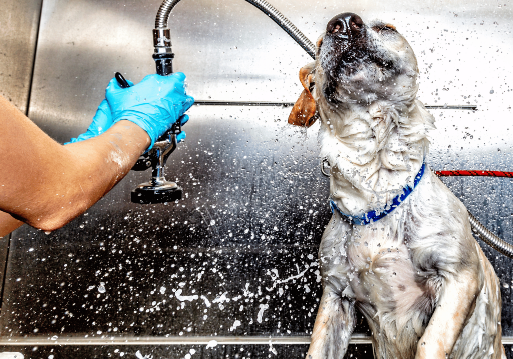 Infórmese sobre el golpe de calor en perros, una afección grave que puede derivarse de la exposición a altas temperaturas. Conozca los signos y cómo prevenirlo para mantener a salvo a su mascota.