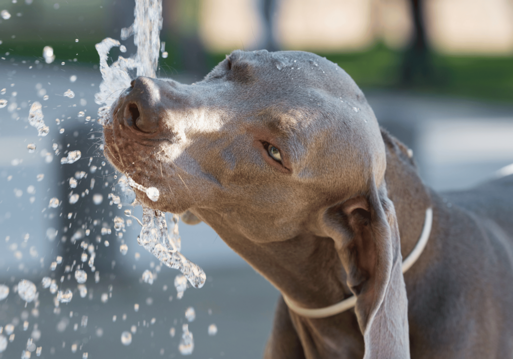 Aprenda a prevenir el golpe de calor en perros y comprenda los signos de esta afección potencialmente mortal. Proteja a su mascota de las altas temperaturas y garantice su seguridad.