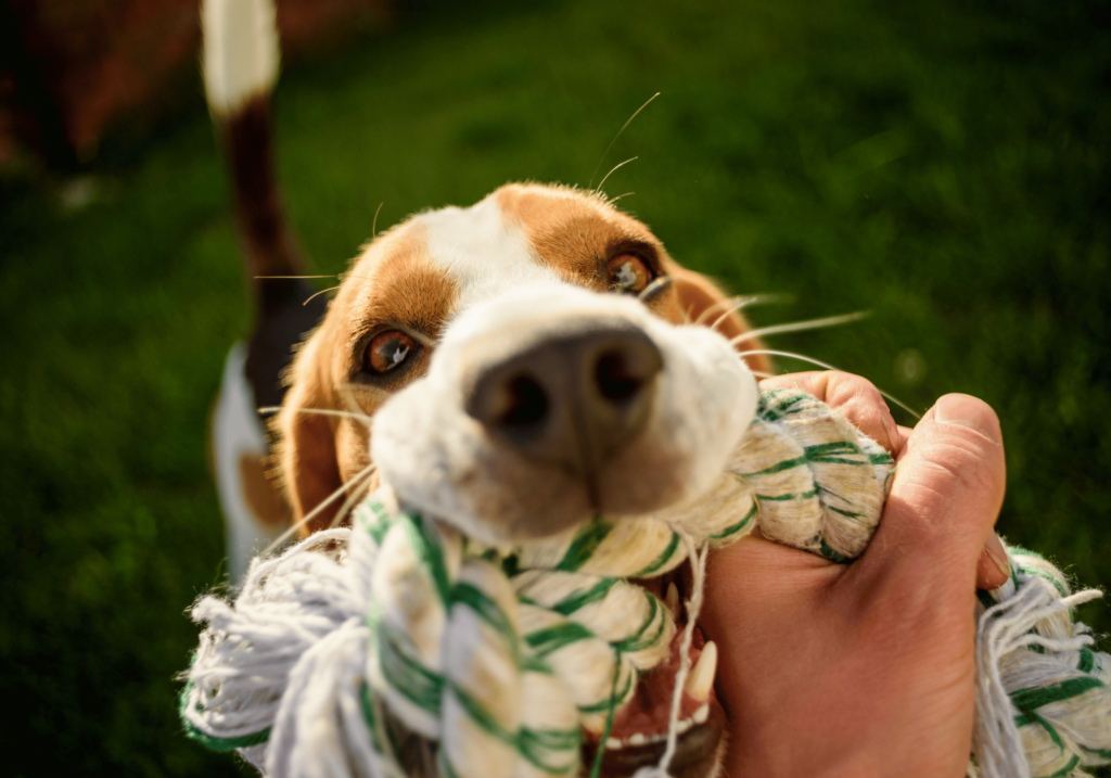 escubra una amplia gama de juegos para perros que fomentan la salud física, la agilidad mental y fortalecen el vínculo entre usted y su amigo peludo. Manténgalos entretenidos y mentalmente estimulados con nuestra selección de divertidos juegos para perros.