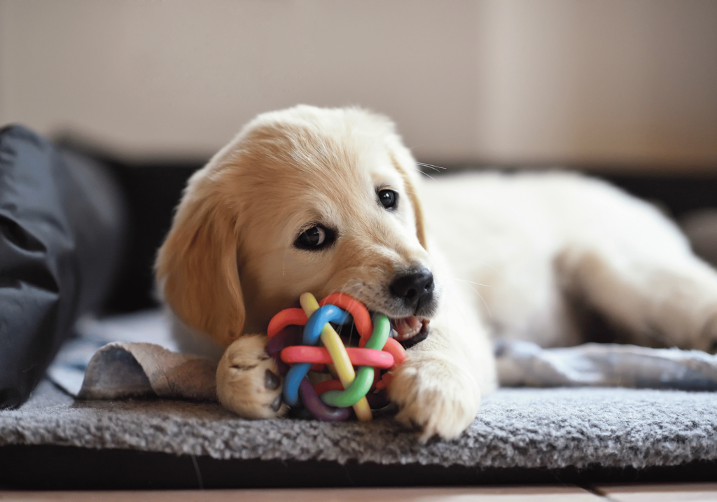 ¿Busca juegos para perros? Nuestra gama de atractivos e interactivos juegos para perros estimula tanto la salud física como la agilidad mental, fomentando un vínculo más fuerte entre usted y su amigo peludo.