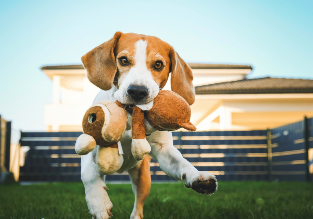 Descubra nuestra gama de juegos para perros. Diseñados para estimular sus mentes, promover la salud física y fortalecer el vínculo entre usted y su mascota.