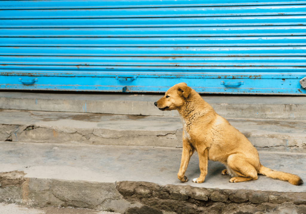 Dale un hogar lleno de amor a un perro que lo necesita. Encuentra a tu compañero perfecto a través de la adopción de perros en CDMX. Salva una vida y experimenta la alegría del amor incondicional.