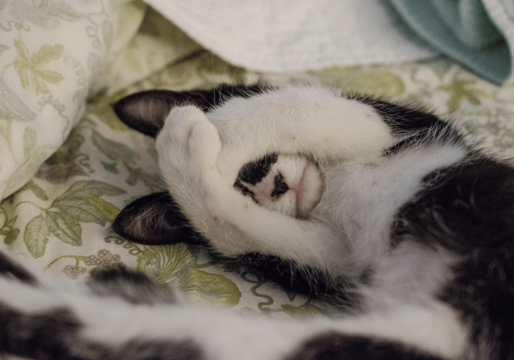 Proporcione a su peludo amigo el máximo confort e higiene con nuestra cama para gato. Diseñada para promover el descanso y la relajación, nuestra cama para gatos es fácil de limpiar y mantener, garantizando un espacio de descanso saludable para su querida mascota.