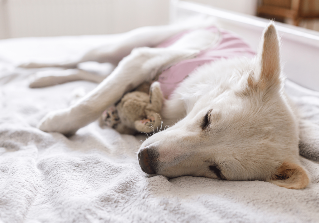 Hablemos de la importancia de la esterilización en mascotas. Desde la reducción del riesgo de enfermedades hasta la mejora del comportamiento y el ahorro de costes, descubra por qué la esterilización es crucial para sus compañeros peludos.