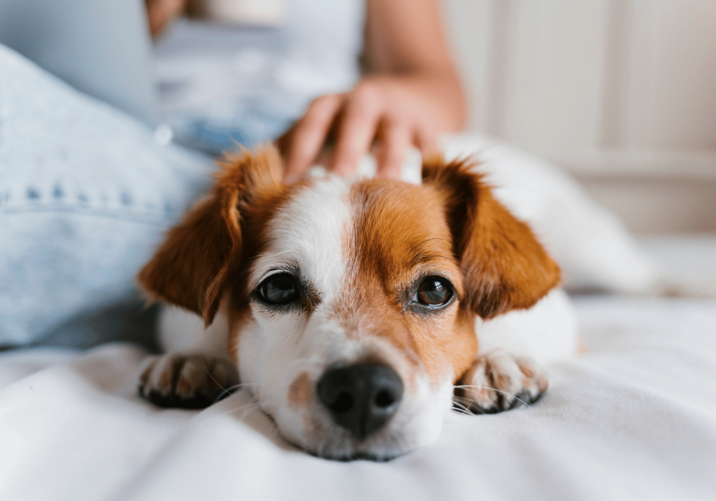 Descubra la importancia de la esterilización en mascotas. Conozca los beneficios para la salud, la reducción de problemas de comportamiento y las ventajas económicas de esterilizar a sus queridos compañeros peludos.