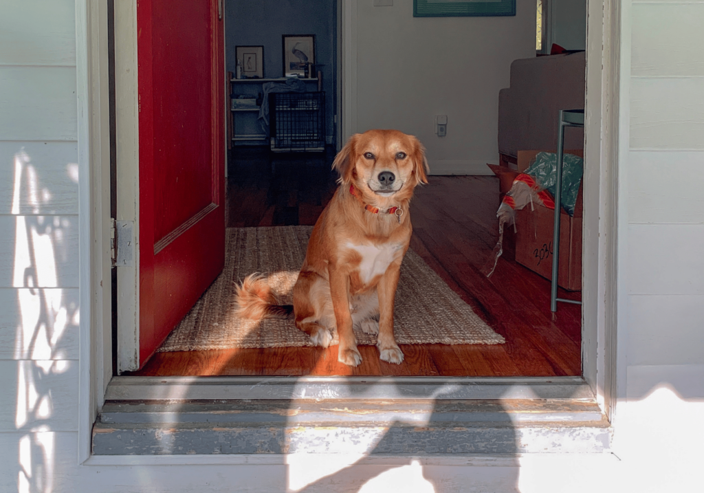 Aprende a hacer una casa para perros desde cero con nuestra guía paso a paso. No se necesita experiencia en carpintería. Crea hoy mismo un espacio acogedor para tu amigo peludo.