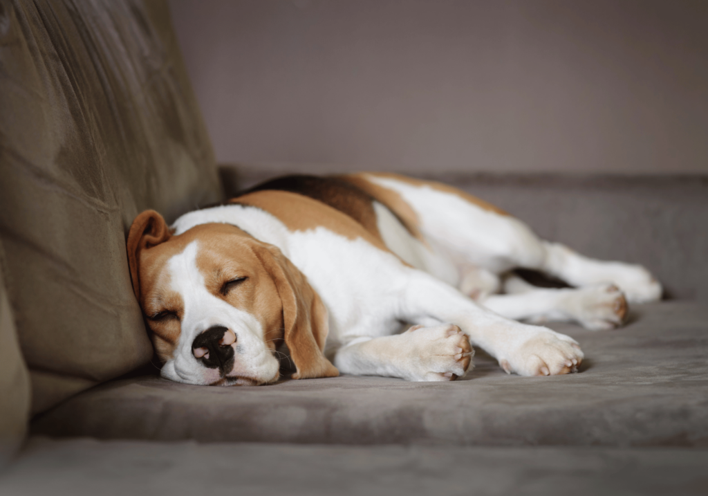 Aprende a Como hacer una casa para perro con esta completa guía. No se requieren conocimientos de carpintería. Construya un espacio hermoso y cómodo para su amigo de cuatro patas con nuestras instrucciones paso a paso