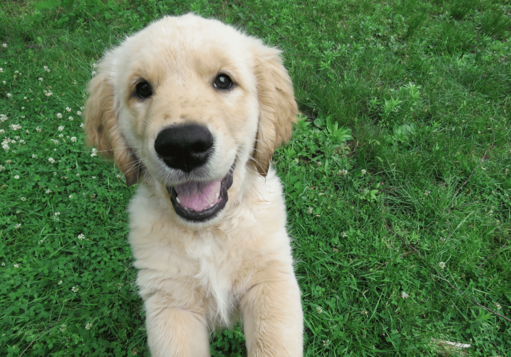 Descubre los beneficios del cuidado de los animales para los niños. Aprenda cómo las mascotas pueden enseñar responsabilidad, empatía y ayudar a los niños a lidiar con el estrés. Obtenga consejos para inculcar el cuidado de la mascota de su hijo.