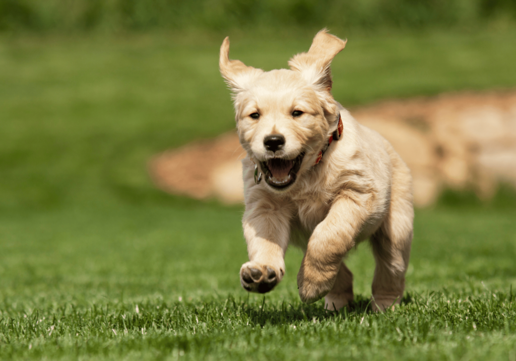 Descubra los beneficios del cuidado de los animales para los niños. Aprenda cómo las mascotas pueden enseñar responsabilidad, empatía y proporcionar apoyo emocional. Descubra por qué tener una mascota en la familia puede ser enriquecedor y gratificante.