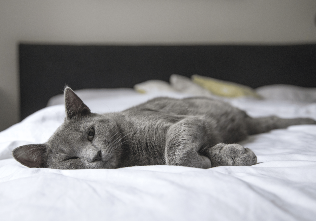 Regale comodidad a su gato con nuestra amplia gama de camas para gatos. Encuentre la cama perfecta para que su amigo felino descanse y se relaje con estilo y lujo.