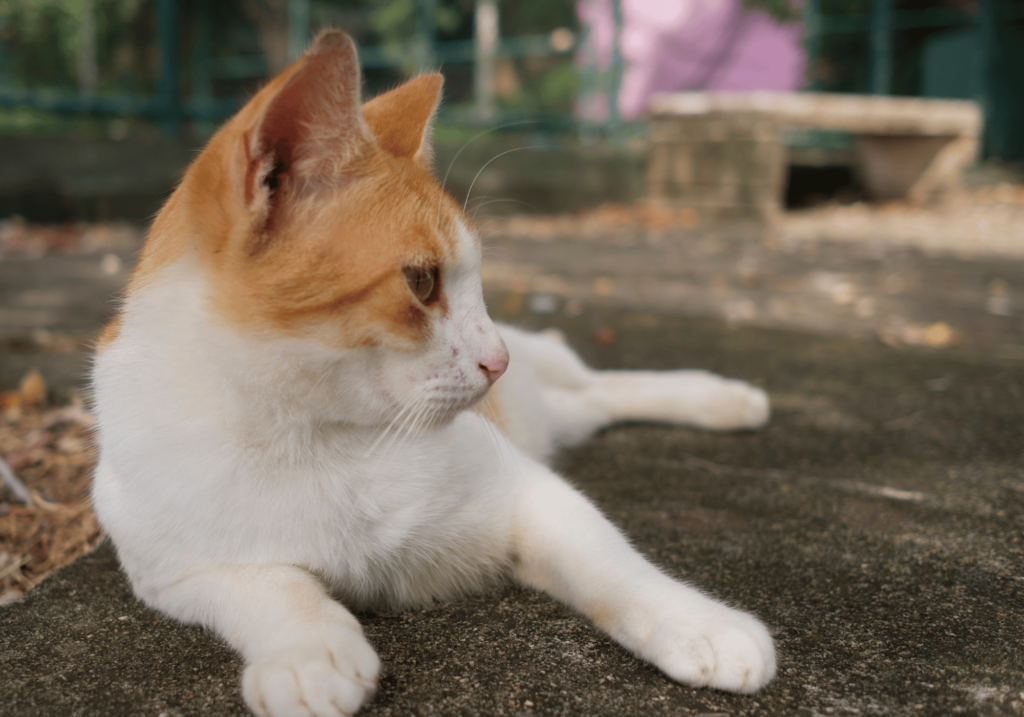 Descubra el complejo y fascinante mundo de los gatos. ¿Cómo son los gatos? En esta guía aprenda sobre su independencia, afecto, instintos de caza y mucho más. Desvela los misterios de estas enigmáticas criaturas.