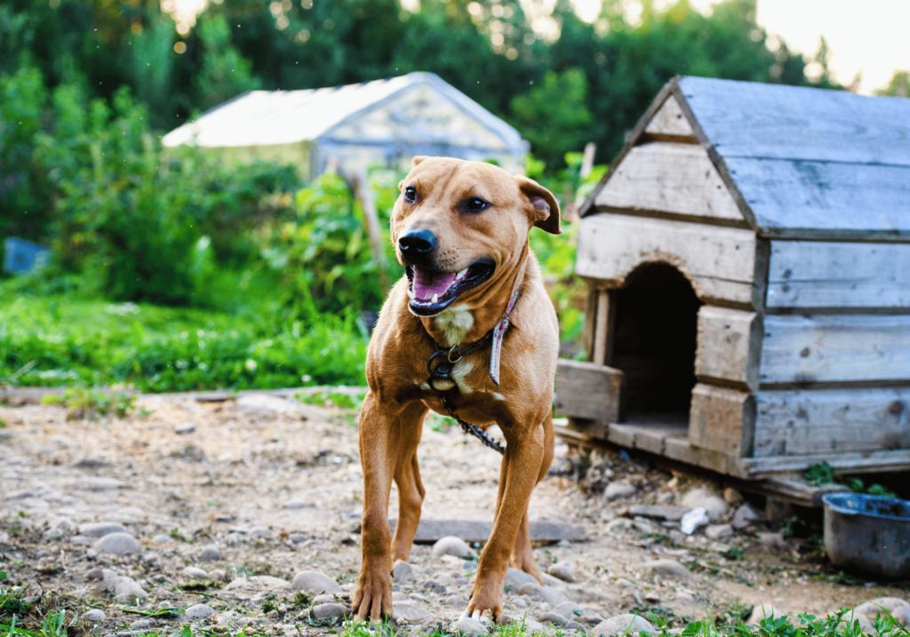 Descubra las alegrías de adopción de razas de perros pequeños y proporcionarles un hogar cariñoso. Aprenda sobre sus personalidades, adaptabilidad y por qué son una opción popular para la adopción.