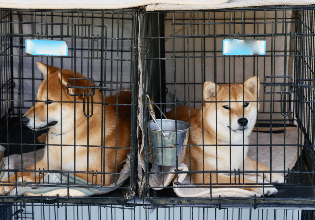 Descubra por qué la adopción de razas de perros pequeños es una opción popular entre los amantes de las mascotas. Descubra la alegría y el amor que aportan a su familia y a su hogar.