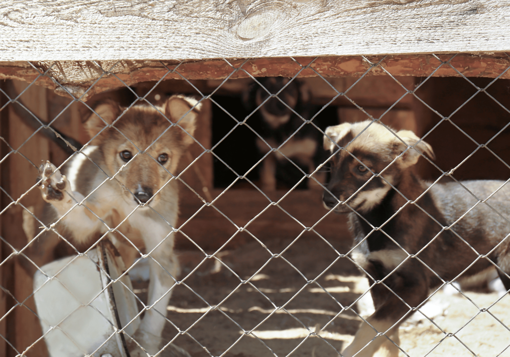 Descubra la alegría de la adopción de razas de perros pequeños. Descubra por qué son el complemento perfecto para su familia y cómo marcar la diferencia en sus vidas.