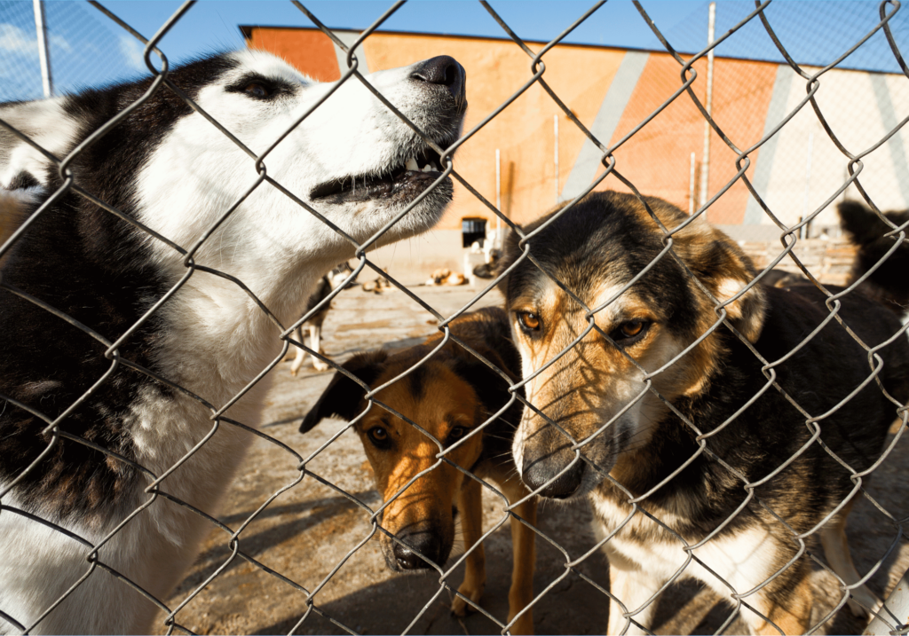 Descubre el amor y la felicidad de la adopción de razas de perros pequeños. Encuentra a tu compañero perfecto y dale un hogar lleno de amor a un perro que se lo merece.