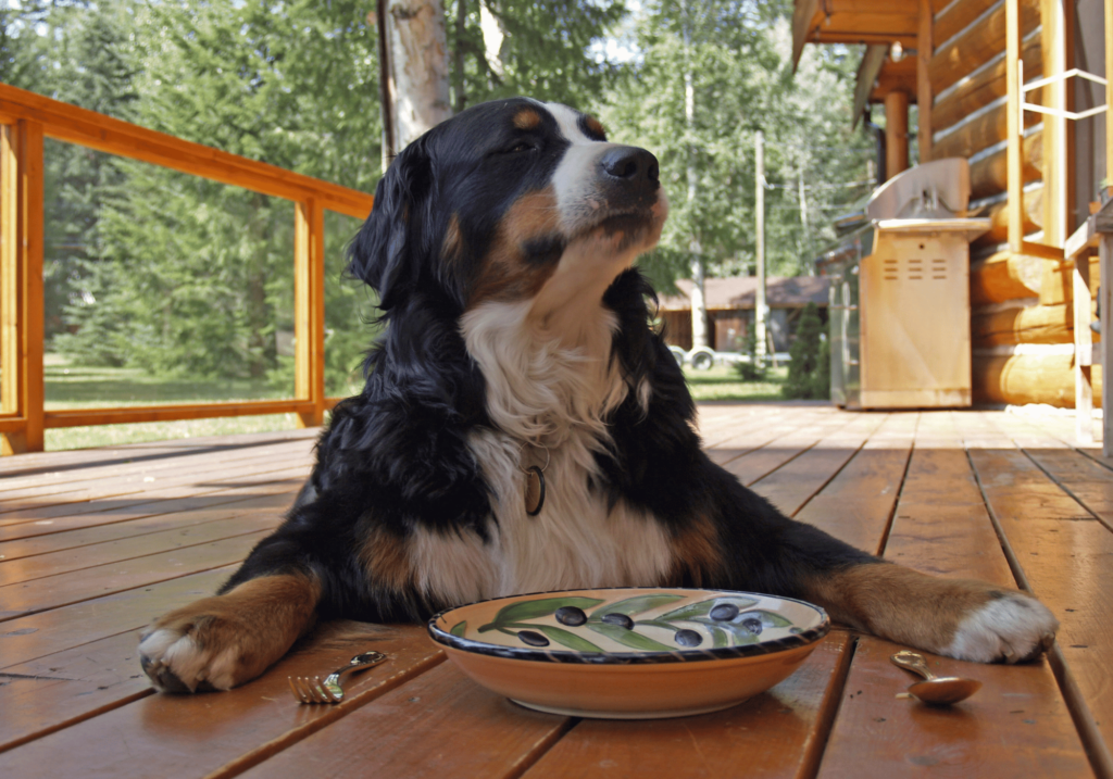 Descubra los alimentos para perros, marcas famosas y aprenda a hacer la elección correcta para la nutrición de su perro. Garantice una vida sana y feliz a su amigo peludo.