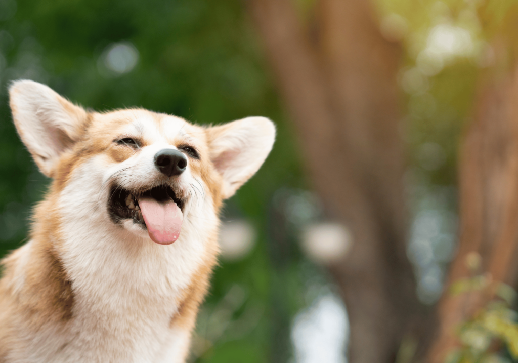 Descubra los alimentos para perros, marcas del mercado y tome una decisión informada para la salud y felicidad de su peludo amigo.