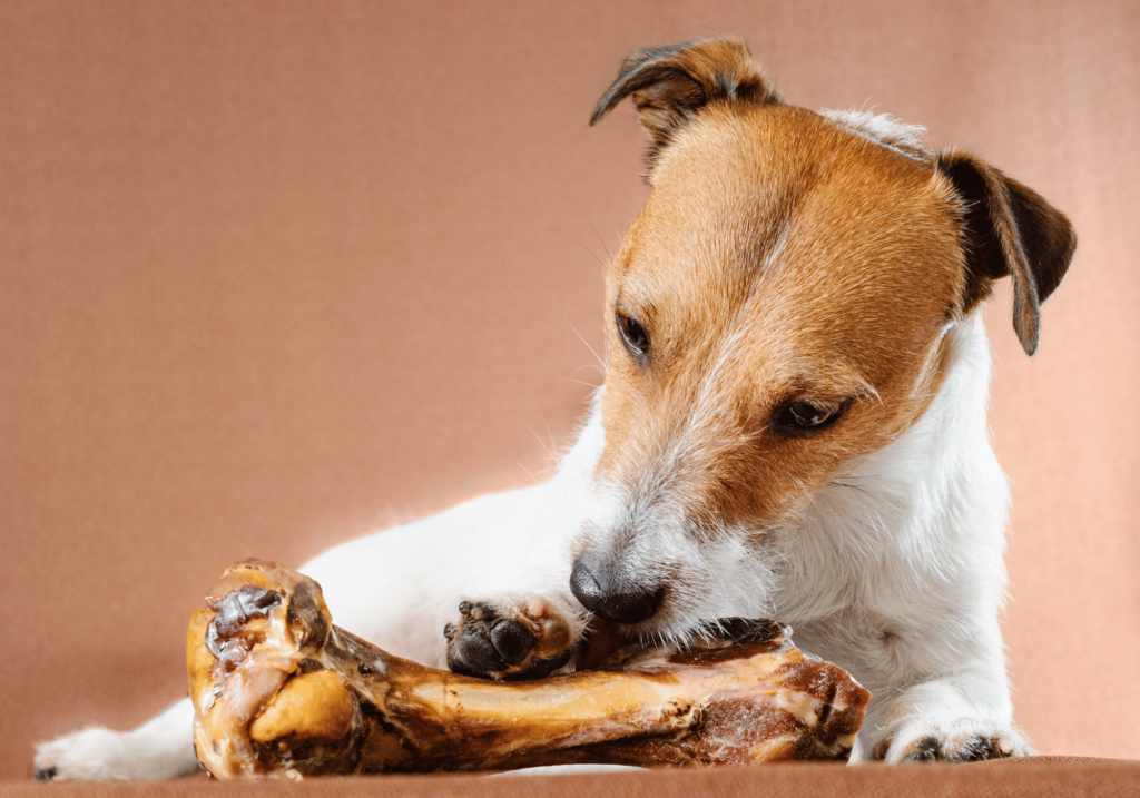 Descubra la importancia de los alimentos premium para perros y cómo elegir el perfecto para su querida mascota. Priorice su salud y felicidad con una nutrición de alta calidad.