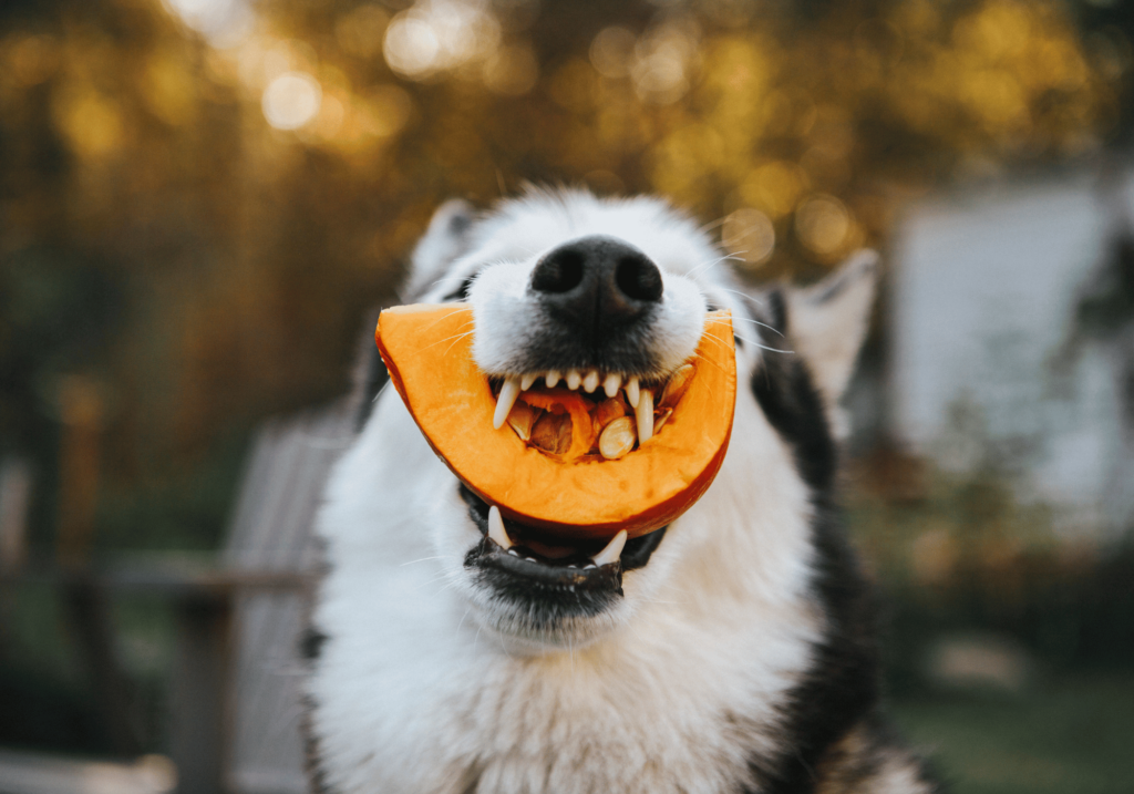 Sepa por qué los alimentos premium para perros son esenciales para su bienestar. Encuentre la opción perfecta para su amigo peludo y mejore su salud hoy mismo.