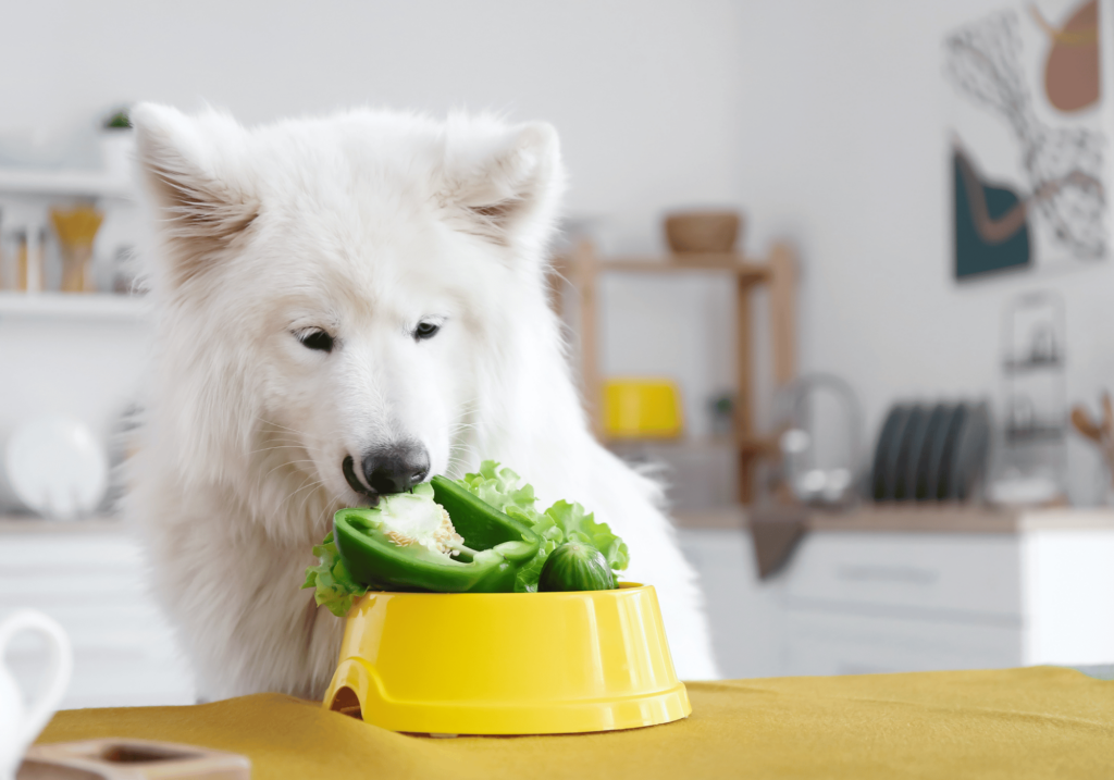 Descubra los beneficios de los alimentos premium para perros y aprenda a elegir la opción perfecta para su querido amigo peludo. Garantice su bienestar y salud con una nutrición de máxima calidad.