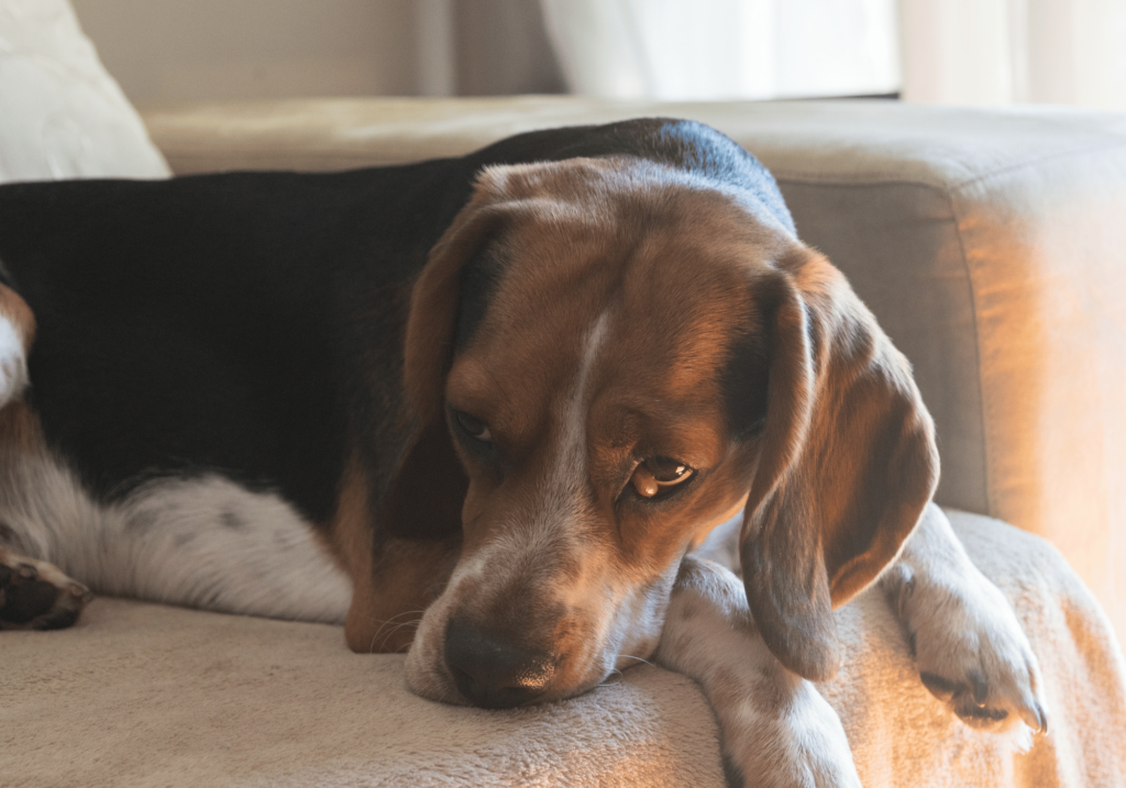 Ayude a su cachorro a sentirse cómodo y confiado con las camas antiestrés para perros. Proporcione un ambiente seguro y libre de estrés para su amigo peludo.

