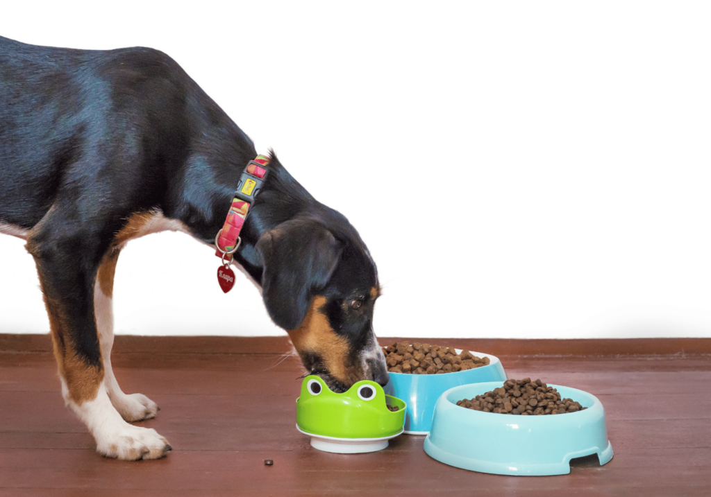 Descubre las claves para proporcionar a tu peludo amigo una dieta equilibrada y nutritiva. Explore el mundo de las opciones de alimento saludable para mascotas y asegure la salud y felicidad de su mascota.