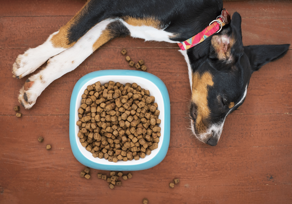 Descubra las mejores opciones de alimento saludable para mascotas. Aprenda a elegir la dieta adecuada para mantener a su mascota feliz y sana.