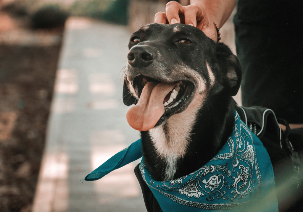 ¿Por qué es importante cuidar a los animales? Descubre la necesidad imperiosa de cuidar a los animales y cómo repercute en nuestro bienestar emocional, mental y físico. El respeto y la compasión por todas las formas de vida son fundamentales para preservar nuestra humanidad.