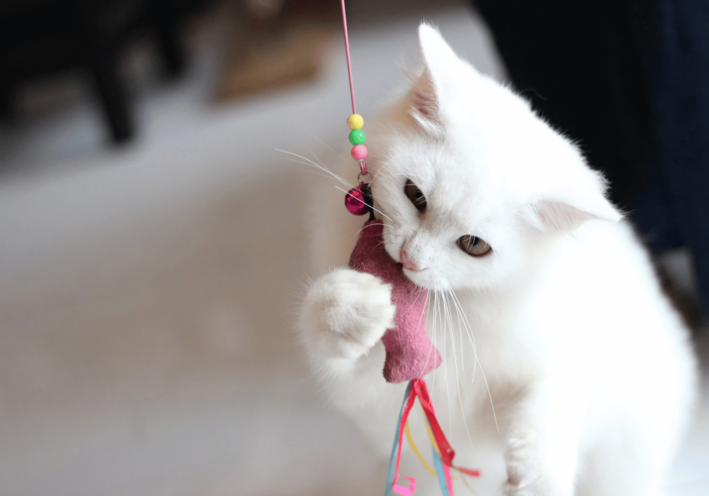 Accesorios para gatos: Mejorando la vida de sus amigos felinos Meta Descripción: Descubre una amplia gama de accesorios para gatos que pueden mantener a tus amigos peludos felices, sanos y entretenidos. Desde juguetes interactivos hasta cómodas camas, encuentre todo lo que necesita para mejorar el bienestar de su gato.