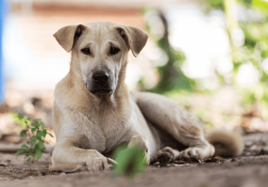 Conozca las causas de la agresividad en los perros y cómo controlarla mientras disfruta de anécdotas humorísticas. Compre nuestros productos para controlar a los perros agresivos.