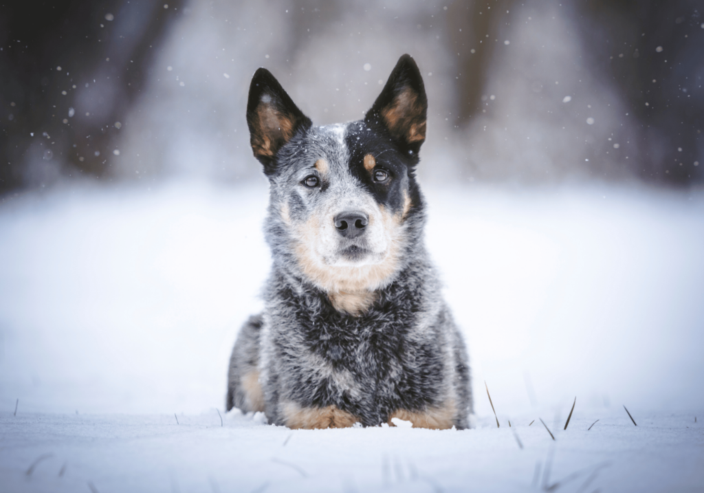 Mantenga a sus mascotas seguras y calientes durante los fríos meses de invierno. Aprenda a proteger a tus mascotas en invierno de las inclemencias del tiempo y a proporcionarles los cuidados que necesitan.