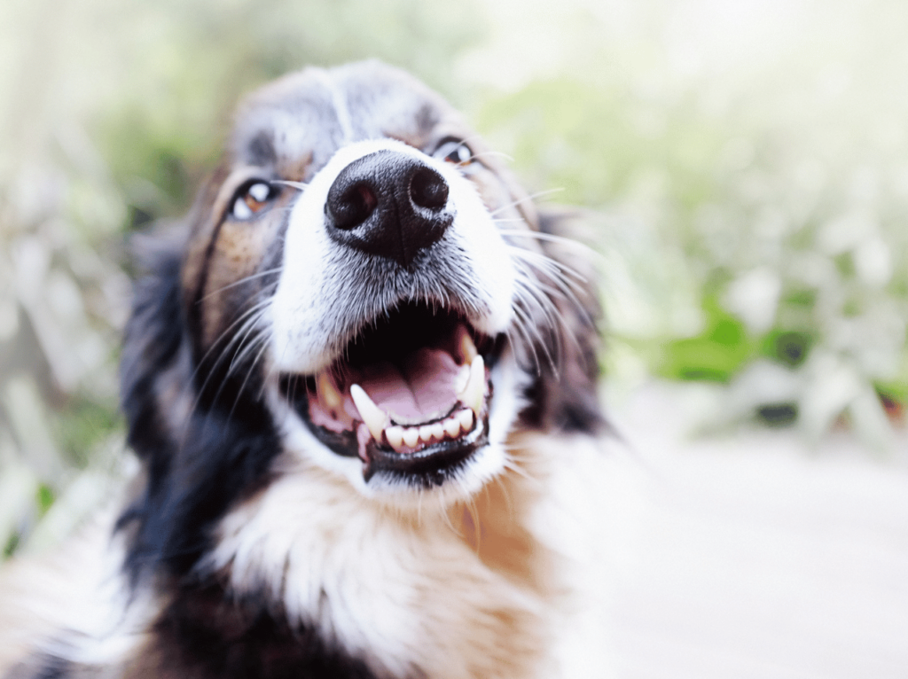 ¿Busca una mascota que requiera poco mantenimiento? Descubra las características de las mascotas fáciles de cuidar y obtenga consejos para elegir al compañero perfecto para su ajetreado estilo de vida.