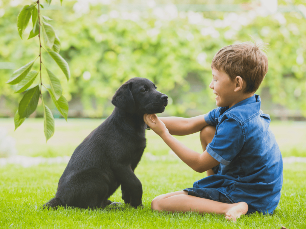 Descubra las ventajas de las mascotas fáciles de cuidar, explore las opciones más populares y obtenga consejos para elegir al compañero perfecto. Disfrute del amor y la compañía sin el esfuerzo extra.