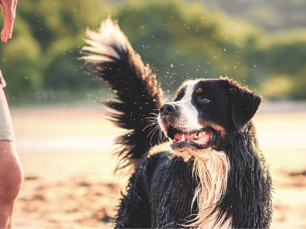 Descubra el placer de tener una mascota que requiera poco mantenimiento. Explore las opciones más populares y obtenga consejos para elegir a su compañero perfecto. Mascotas fáciles de cuidar.