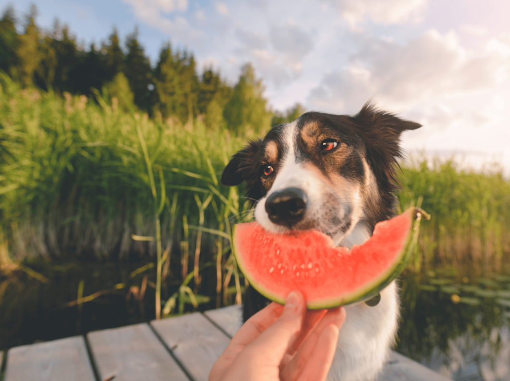 
Descubra por qué una nutrición de perros y gatos es crucial para sus mascotas. Aprenda cómo proporcionar una dieta equilibrada y nutritiva para sus perros y gatos para una salud óptima y el bienestar.