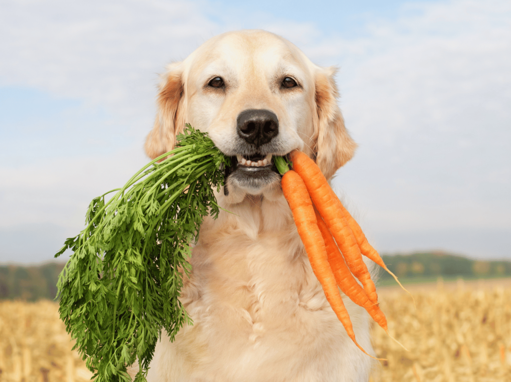 Asegure la salud y el bienestar de sus amigos peludos. Conozca la importancia de la nutrición de perros y gatos y obtenga consejos útiles para garantizar que reciben los nutrientes que necesitan.