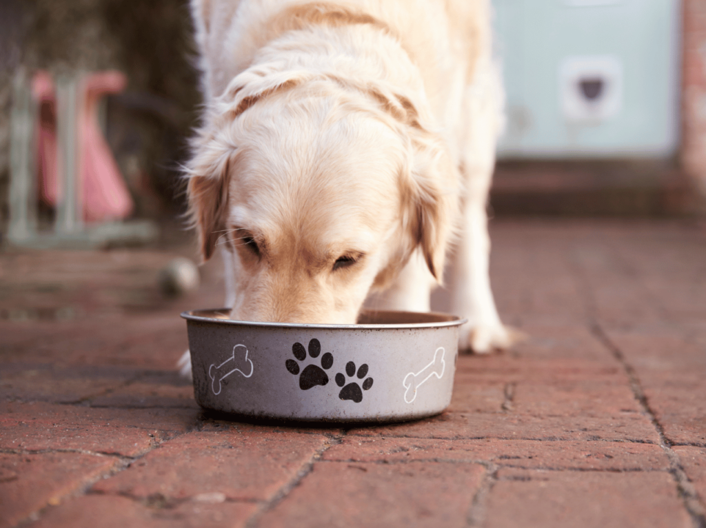 Descubre la importancia de una nutrición de perros y gatos. Aprenda cómo proporcionar una dieta equilibrada para sus mascotas para mantenerlos sanos y felices.