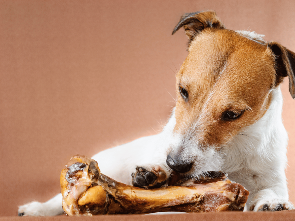 Aprenda por qué la nutrición de perros y gatos es crucial para su salud y obtenga consejos prácticos para proporcionar una dieta equilibrada y nutritiva a sus perros y gatos.