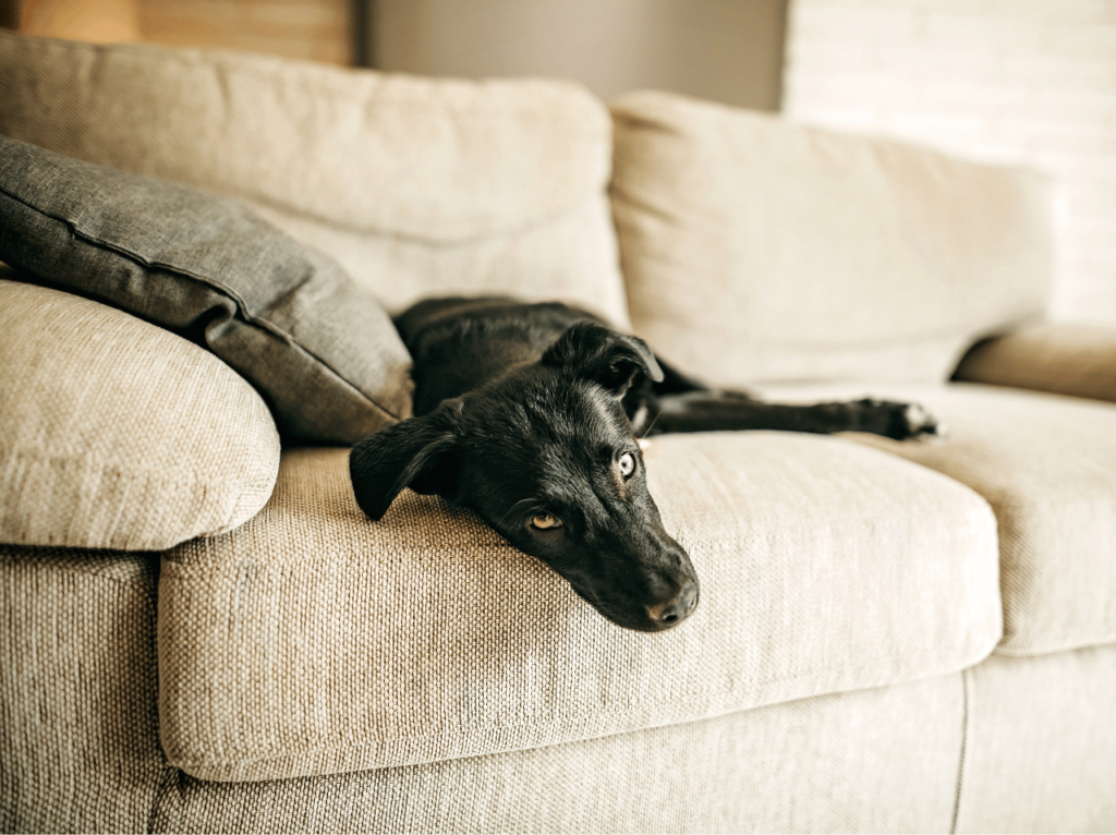 Descubra los secretos para encontrar la casa cama para perros perfecta para su fiel amigo peludo. Mantenerlos cómodos y prevenir problemas de salud con nuestros consejos y recomendaciones de expertos.