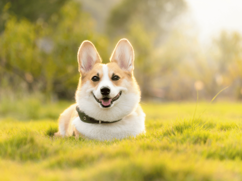 Conozca los diferentes tipos de comportamiento canino, los problemas más comunes y cómo resolverlos. Obtenga una comprensión más profunda de las formas únicas de comunicación y comportamiento de su compañero peludo.