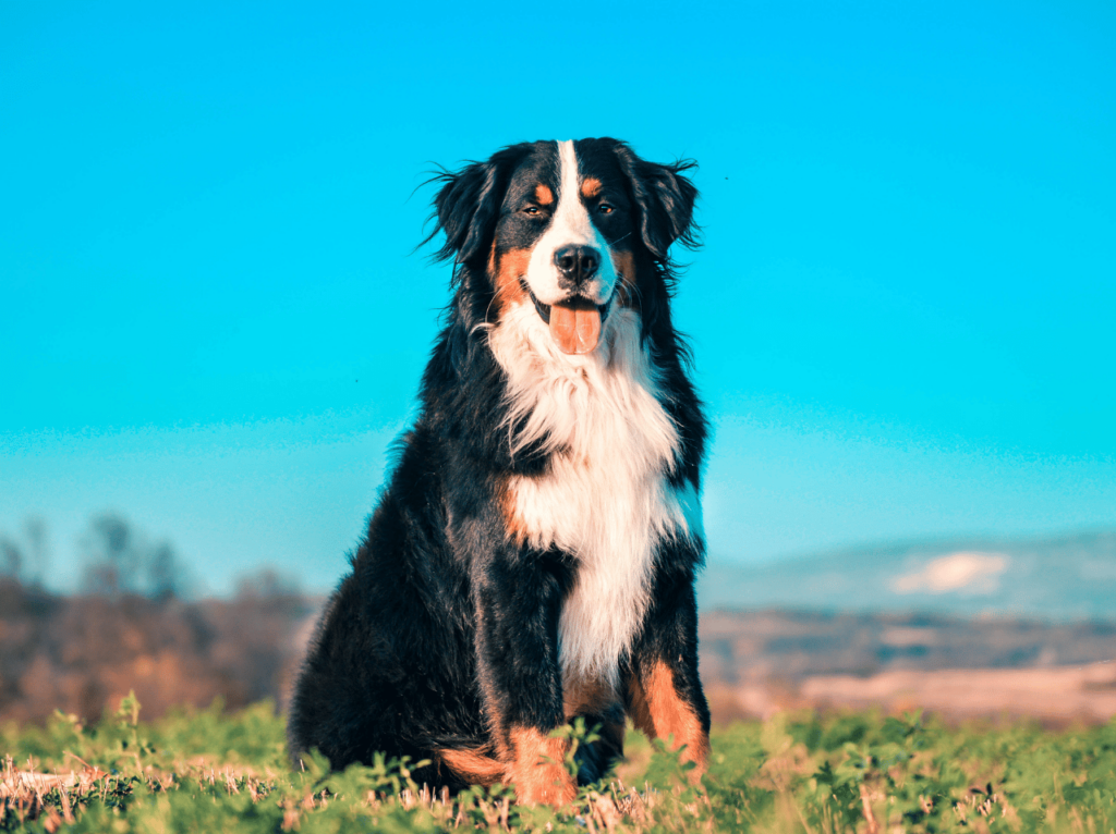 Conozca el fascinante mundo del comportamiento canino y descubra por qué los perros ladran, mueven la cola y mucho más. Resuelva problemas comunes de comportamiento y profundice en el vínculo con su amigo peludo.