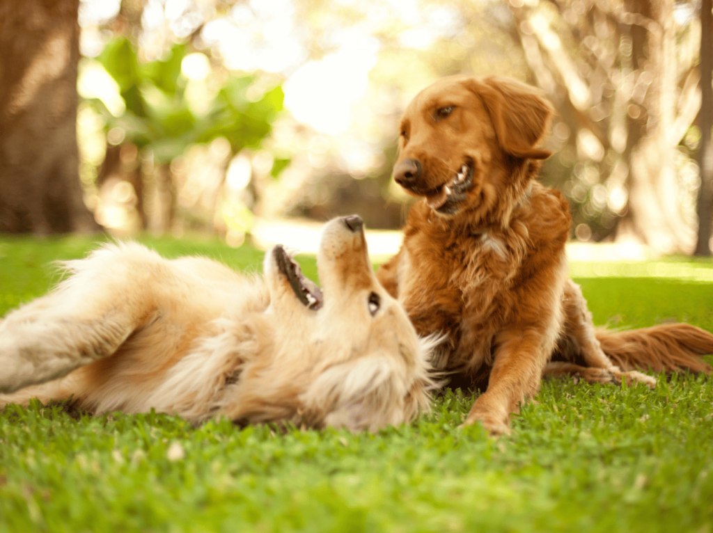 Explore el fascinante mundo del comportamiento canino y aprenda a entender a su peludo compañero. Desde los ladridos hasta el movimiento de la cola, desvela los misterios del comportamiento canino y resuelve los problemas más comunes.