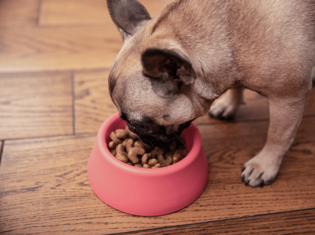 Descubre lo esencial de la nutrición para mascotas y aprende a elegir el alimento perfecto para tu amigo peludo. Obtenga consejos de expertos y desmienta los mitos más comunes.