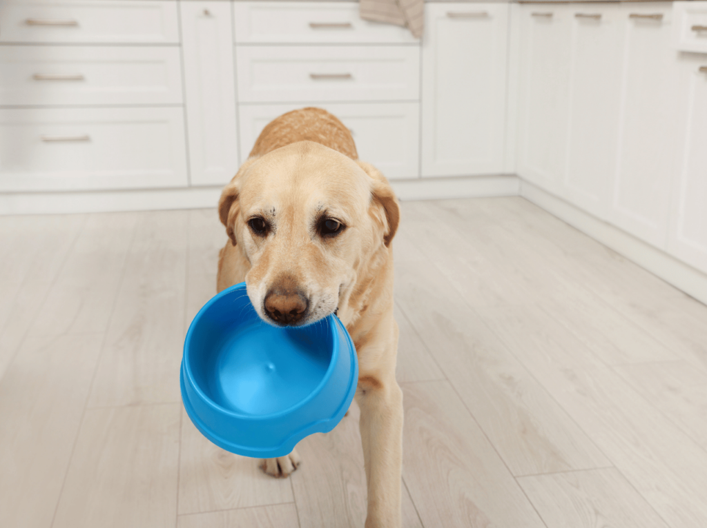 Descubre los fundamentos de la nutrición para mascotas, desmiente los mitos más comunes y elige el mejor alimento para tu amigo peludo. Mejore la salud de su mascota con nuestros consejos de expertos.