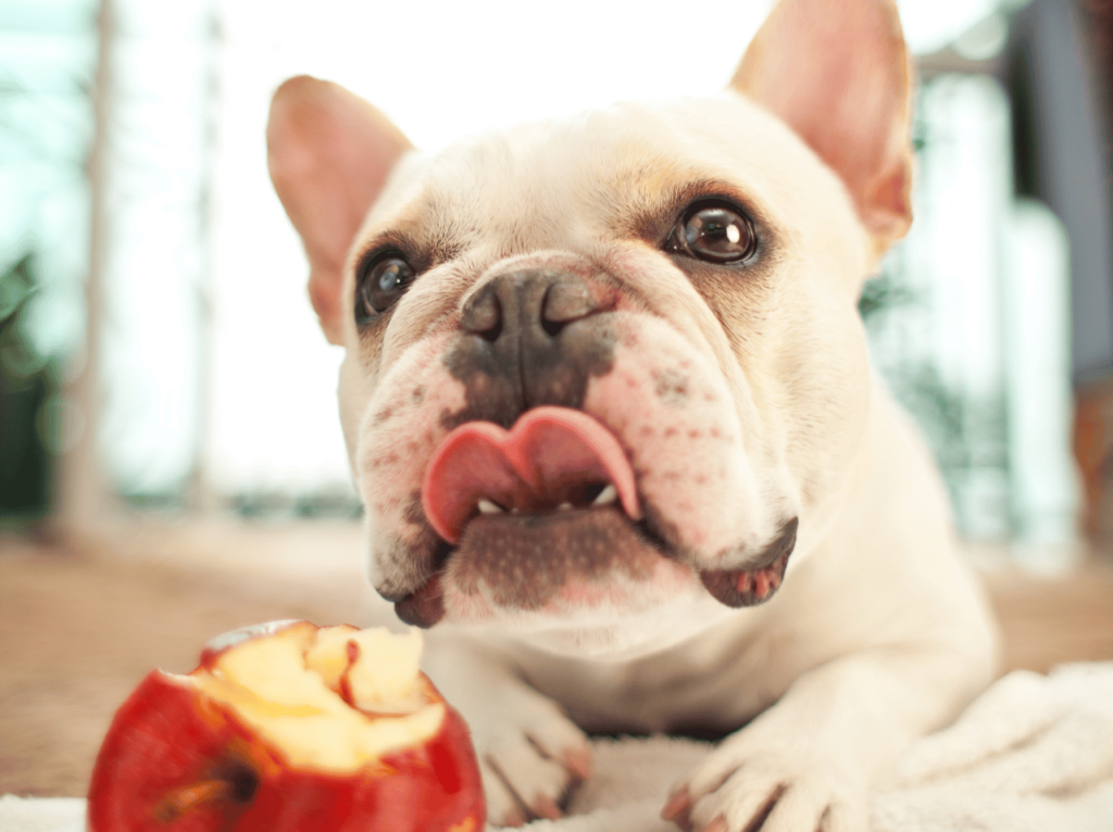 Garantice la salud de su amigo peludo con consejos de expertos sobre nutrición para mascotas. Descubre la verdad tras los mitos más comunes y encuentra el mejor alimento para el bienestar de tu mascota.